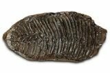 Fossil Elderly Woolly Mammoth Upper M Molar - Poland #337199-2